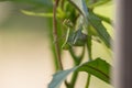 Green Mantis religiosa on Leaves Royalty Free Stock Photo