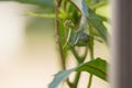 Green Mantis religiosa on Leaves Royalty Free Stock Photo