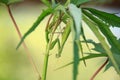 Mantis religiosa on Plant on Sunset