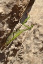 Green mantis on a rock