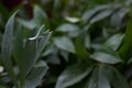 A green mantis sits on a flower leaf against a background of green plants Royalty Free Stock Photo