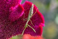 Green mantis sits on flower red cockscomb