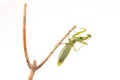 Green mantis perched on a twig in natural light showcasing its detailed features Royalty Free Stock Photo