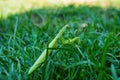 Green Mantis. The green mantis sits on green grass in the garden. Green mantis close up. Perfect disguise.