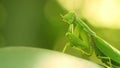 Green mantis sits on a leaf, wiggles its antennae and sways Close-up