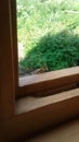 Green mantis sits on a wooden frame by the open window. unexpected guest, insectophobia