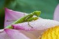 Green mantis sitting on lotus flower petals with water drop on it`s body in an early dew morning Royalty Free Stock Photo