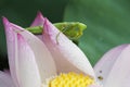 Green mantis sitting on lotus flower petals with water drop on it`s body in an early dew morning Royalty Free Stock Photo
