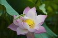 Green mantis sitting on lotus flower petals with water drop on it`s body in an early dew morning Royalty Free Stock Photo