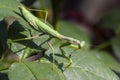 Green mantis is sitting on rose lea Royalty Free Stock Photo