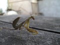 A green mantis is sitting on a table Royalty Free Stock Photo