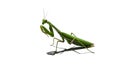 A green mantis standing on a white surface looking to the left side Royalty Free Stock Photo