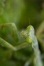 Green Mantis Staredown Royalty Free Stock Photo