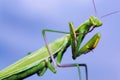 Green mantis washing itself