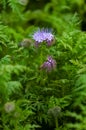 Green manure phacelia tanacetifolia flower and crop