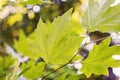 Green mapel leaf on bokeh background