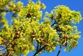 Green maple (Acer platanoides) tree blossoms Royalty Free Stock Photo
