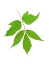 Green maple ash (Acer negundo) leaf isolated on white Royalty Free Stock Photo