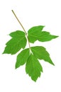 Green maple ash (Acer negundo) leaf isolated on white Royalty Free Stock Photo