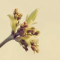 Green maple buds in spring closeup