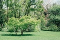 Green maple japanese or Acer japonicum in park Royalty Free Stock Photo