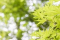 Green Maple leaf abstract background and texture Royalty Free Stock Photo