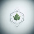 A green maple leaf Acer spp. is centered on a gray background enclosed by Royalty Free Stock Photo