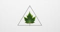 A green maple leaf (Acer spp.) Royalty Free Stock Photo