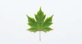 A green maple leaf (Acer spp.) Royalty Free Stock Photo