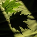 A green maple leaf (Acer spp.) is positioned on a textured green fabric. Sunlight Royalty Free Stock Photo