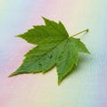 A green maple leaf (Acer spp.) Royalty Free Stock Photo
