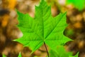 Green maple leaf Aser is isolated on a dark background. Royalty Free Stock Photo