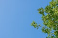 Green maple leaf background blue sky Royalty Free Stock Photo