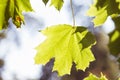 Green maple leaf backlit by the sun Royalty Free Stock Photo