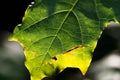 Green maple leaf with black spots close up macro