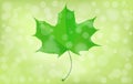 Green maple leaf on blurry background. Summer, sprin theme. Vector eps10 illustration. Royalty Free Stock Photo