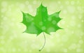 Green maple leaf on blurry background. Summer, sprin theme. Vector eps10 illustration.