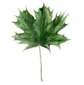 Green maple leaf. Botanical tree foliage. Watercolour illustration isolated on white background.