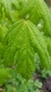 Green maple leaf closeup with rain drops after rain Royalty Free Stock Photo
