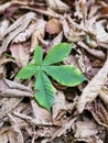 Green maple leaf among dry fallen ones on the ground. Young green maple leaf among old fallen autumn background. A freshly fallen