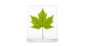 Green maple leaf encased in clear acrylic block Royalty Free Stock Photo