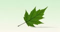 Green maple leaf with five pointed lobes, displaying a detailed veined texture. The leaf is placed Royalty Free Stock Photo
