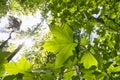 Green maple leaf in greeny foliage with sunstar in may in Germany Royalty Free Stock Photo