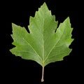 Green maple leaf, isolated on black background Royalty Free Stock Photo