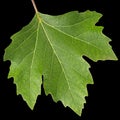 Green maple leaf, isolated on black background Royalty Free Stock Photo