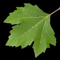 Green maple leaf, isolated on black background Royalty Free Stock Photo