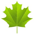 Green maple leaf