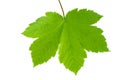 Green maple leaf isolated on white Royalty Free Stock Photo