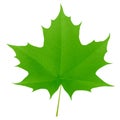 Green maple leaf isolated on white background Royalty Free Stock Photo