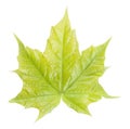Green maple leaf isolated on white Royalty Free Stock Photo
